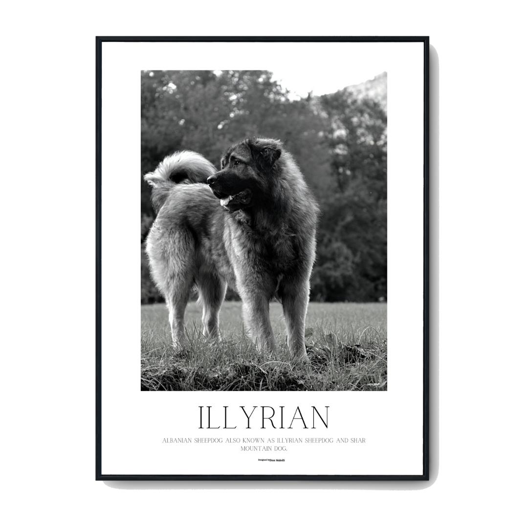 Illyrian - Poster