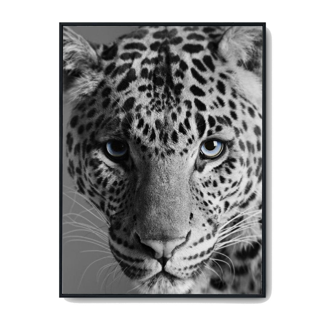 Vit leopard