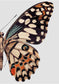 Halv fjäril (höger vinge)